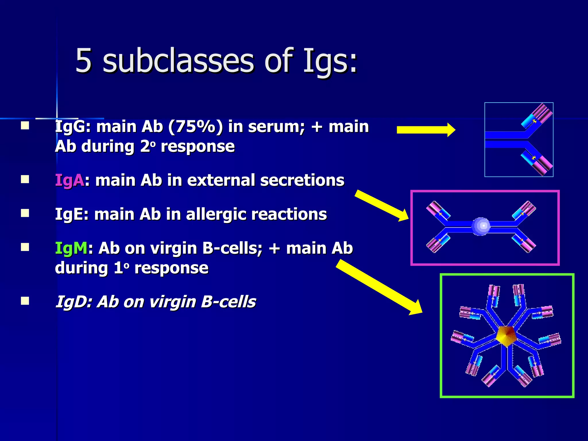 5 subclasses of Igs: IgG: main Ab (75%) in serum; + main Ab during 2 o  response IgA : main Ab in external secretions IgE: main Ab in allergic reactions IgM : Ab on virgin B-cells; + main Ab during 1 o  response IgD: Ab on virgin B-cells 