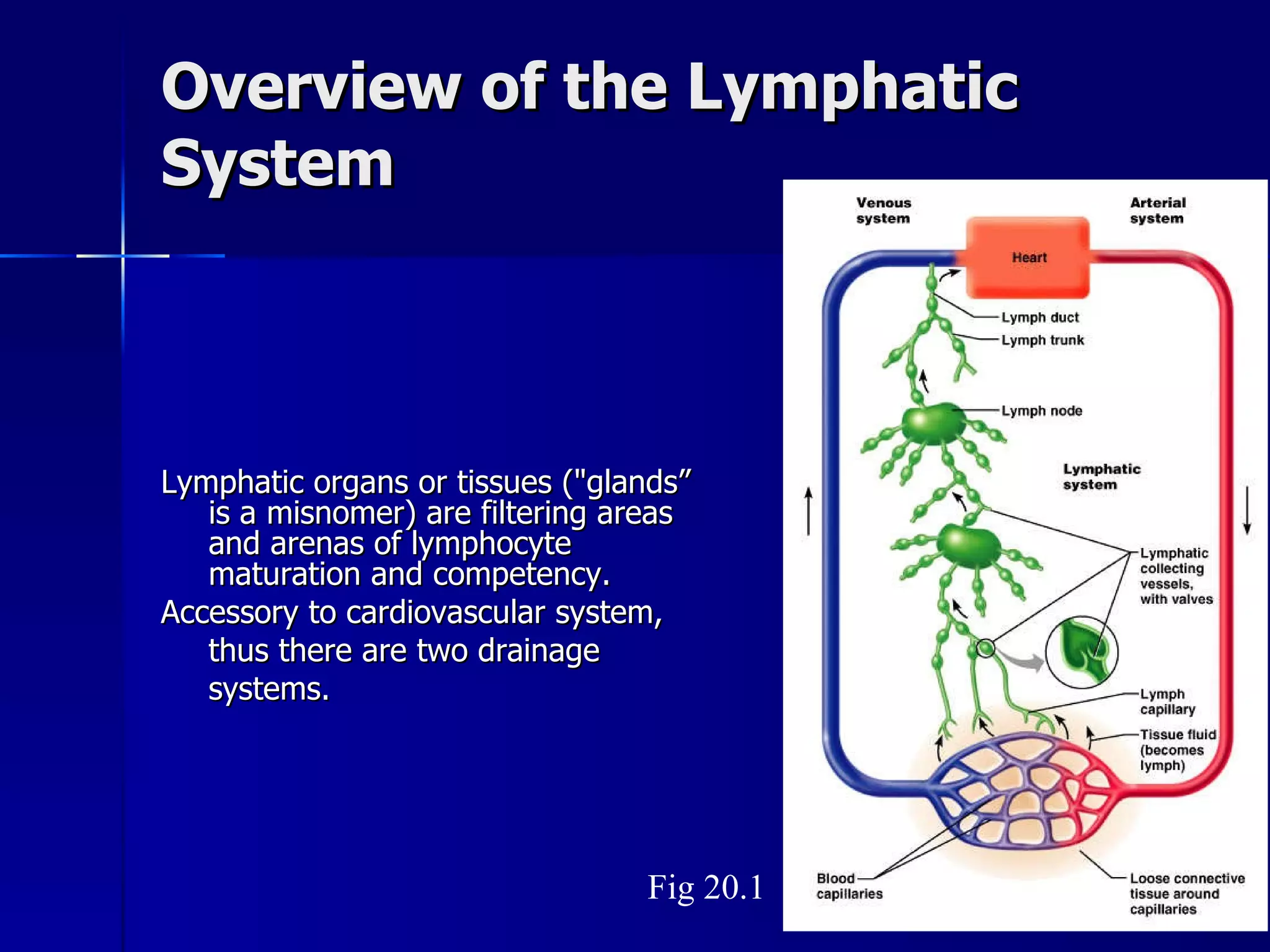 Overview of the Lymphatic System Lymphatic organs or tissues ("glands” is a misnomer) are filtering areas and arenas of lymphocyte maturation and competency. Accessory to cardiovascular system, thus there are two drainage systems. Fig 20.1 