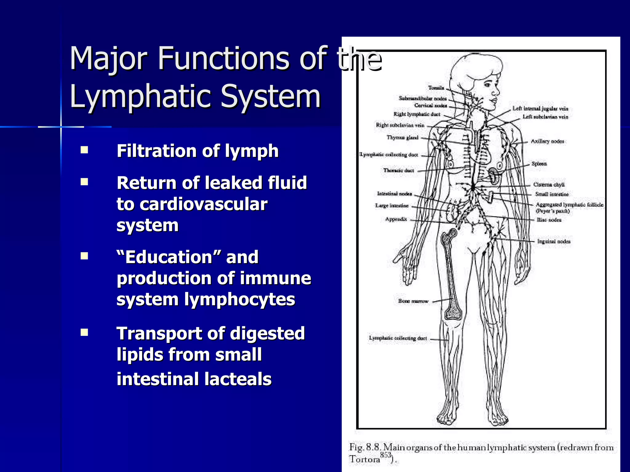 Filtration of lymph Return of leaked fluid to cardiovascular system “ Education” and production of immune system lymphocytes Transport of digested lipids from small intestinal lacteals   Major Functions of the Lymphatic System 