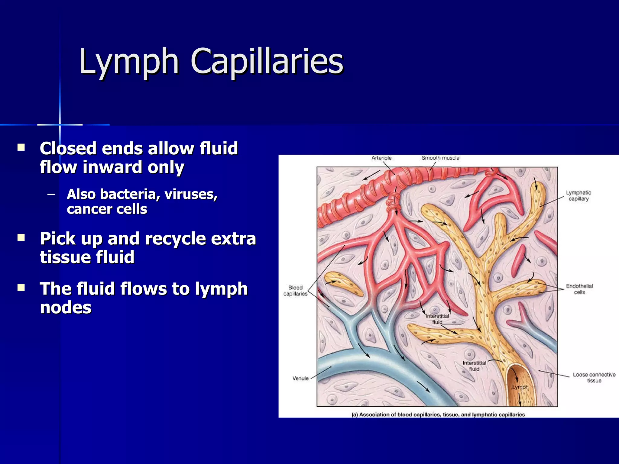 Lymph Capillaries Closed ends allow fluid flow inward only Also bacteria, viruses, cancer cells Pick up and recycle extra tissue fluid  The fluid flows to lymph nodes 