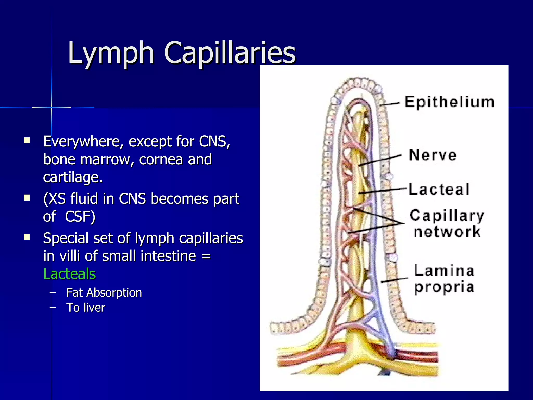 Lymph Capillaries Everywhere, except for CNS, bone marrow, cornea and cartilage. (XS fluid in CNS becomes part of  CSF) Special set of lymph capillaries in villi of small intestine   =   Lacteals Fat Absorption To liver 