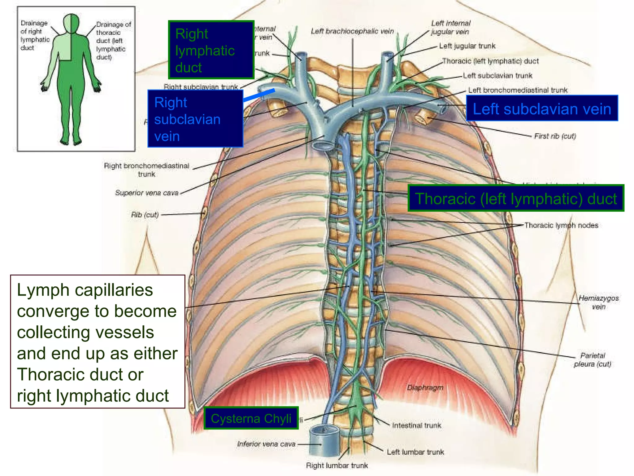 Lymph capillaries converge to become collecting vessels and end up as either Thoracic duct or right lymphatic duct Thoracic (left lymphatic) duct Left subclavian vein Right lymphatic duct Right subclavian vein Cysterna Chyli 