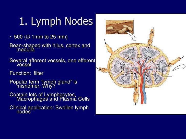 Chapter20 lymphimmunemarieb