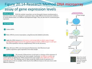 Figure 20.14-Research Method DNA microarray assay of gene expression levels1234APPLICATIONTECHNIQUERESULTIsolate mRNA.Make cDNA by reverse transcription, using fluorescently labeled nucleotides.Apply the cDNA mixture to a microarray, a microscope slide on which copies of single-stranded DNA fragments from the organism’s genes are fixed, a different gene in each spot. The cDNA hybridizes with any complementary DNA on the microarray. Rinse off excess cDNA; scan microarray for fluorescence. Each fluorescent spot (yellow) represents a gene expressed in the tissue sample.The intensity of fluorescence at each spot is a measure of the expression of the gene represented by that spot in the tissue sample. Commonly, two different samples are tested together by labeling the cDNAs prepared from each sample with a differently colored fluorescence label. The resulting color at a spot reveals the relative levels of expression of a particular gene in the two samples, which may be from different tissues or the same tissue under different conditions.With this method, researchers can test thousands of genes simultaneously to determine which ones are expressed in a particular tissue, under different environmental conditions in various disease states, or at different developmental stages. They can also look for coordinated gene expression.Tissue samplemRNA moleculesLabeled cDNA molecules(single strands)DNAmicroarraySize of an actualDNA microarraywith all the genesof yeast  (6,400spots)