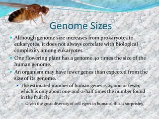  Genome SizesAlthough genome size increases from prokaryotes to eukaryotes, it does not always correlate with biological complexity among eukaryotes.One flowering plant has a genome 40 times the size of the human genome.An organism may have fewer genes than expected from the size of its genome.The estimated number of human genes is 25,000 or fewer, which is only about one-and-a-half times the number found in the fruit fly.Given the great diversity of cell types in humans, this is surprising.