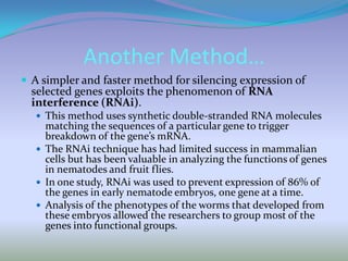 Another Method…A simpler and faster method for silencing expression of selected genes exploits the phenomenon of RNA interference (RNAi).This method uses synthetic double-stranded RNA molecules matching the sequences of a particular gene to trigger breakdown of the gene’s mRNA.The RNAi technique has had limited success in mammalian cells but has been valuable in analyzing the functions of genes in nematodes and fruit flies.In one study, RNAi was used to prevent expression of 86% of the genes in early nematode embryos, one gene at a time.Analysis of the phenotypes of the worms that developed from these embryos allowed the researchers to group most of the genes into functional groups.