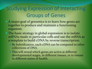 Studying Expression of Interacting Groups of GenesA major goal of genomics is to learn how genes act together to produce and maintain a functioning organism.The basic strategy in global expression is to isolate mRNAs made in particular cells and use the mRNA as a template to build cDNA by reverse transcription.By hybridization, each cDNA can be compared to other collections of DNA.This will reveal which genes are active at different developmental stages, in different tissues, or in tissues in different states of health.