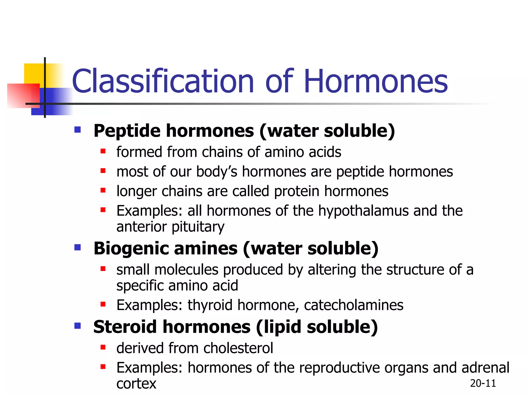 Classification of Hormones Peptide hormones (water soluble) formed from chains of amino acids  most of our body’s hormones are peptide hormones  longer chains are called protein hormones  Examples: all hormones of the hypothalamus and the anterior pituitary Biogenic amines (water soluble)  small molecules produced by altering the structure of a specific amino acid Examples: thyroid hormone, catecholamines Steroid hormones (lipid soluble)  derived from cholesterol Examples: hormones of the reproductive organs and adrenal cortex 20- 