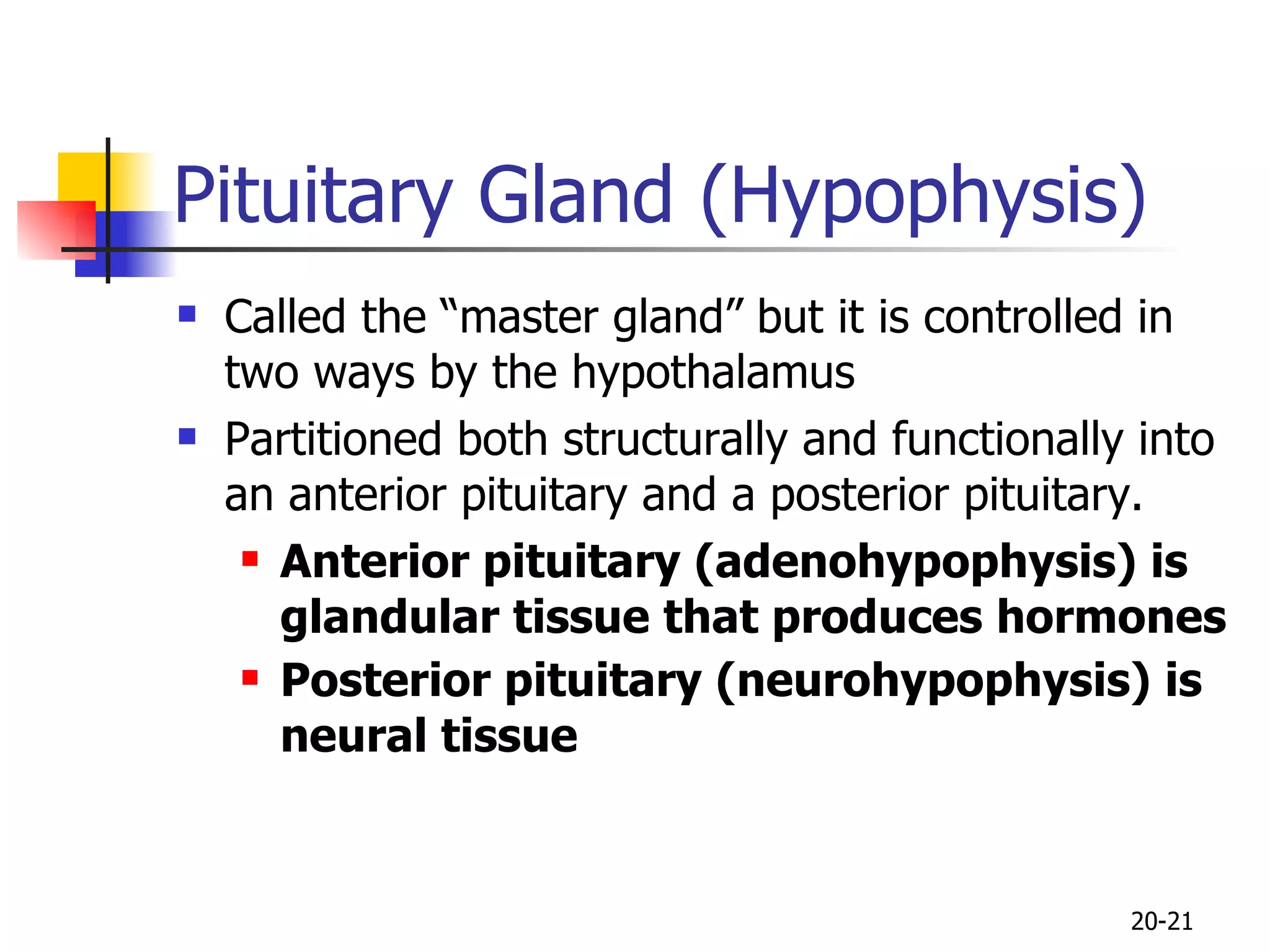 Pituitary Gland (Hypophysis) Called the “master gland” but it is controlled in two ways by the hypothalamus Partitioned both structurally and functionally into an anterior pituitary and a posterior pituitary.  Anterior pituitary (adenohypophysis) is glandular tissue that produces hormones Posterior pituitary (neurohypophysis) is neural tissue   20- 