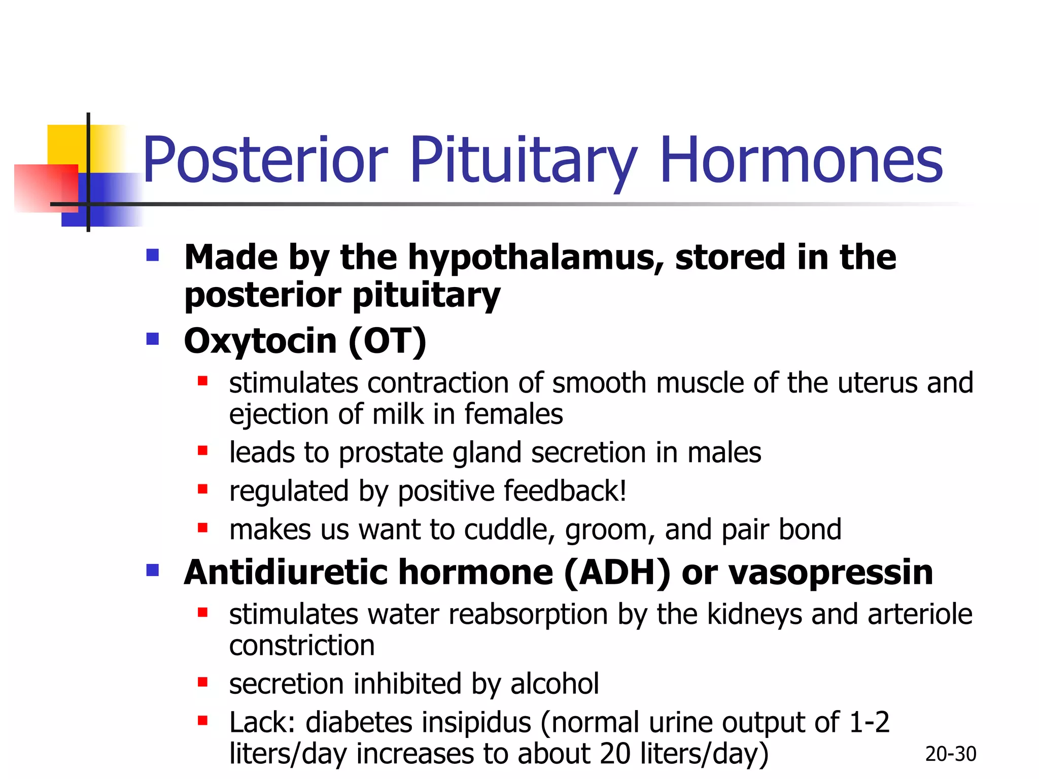 Posterior Pituitary Hormones Made by the hypothalamus, stored in the posterior pituitary Oxytocin (OT)   stimulates contraction of smooth muscle of the uterus and ejection of milk in females leads to prostate gland secretion in males regulated by positive feedback! makes us want to cuddle, groom, and pair bond Antidiuretic hormone (ADH) or vasopressin stimulates water reabsorption by the kidneys and arteriole constriction secretion inhibited by alcohol Lack: diabetes insipidus (normal urine output of 1-2 liters/day increases to about 20 liters/day) 20- 