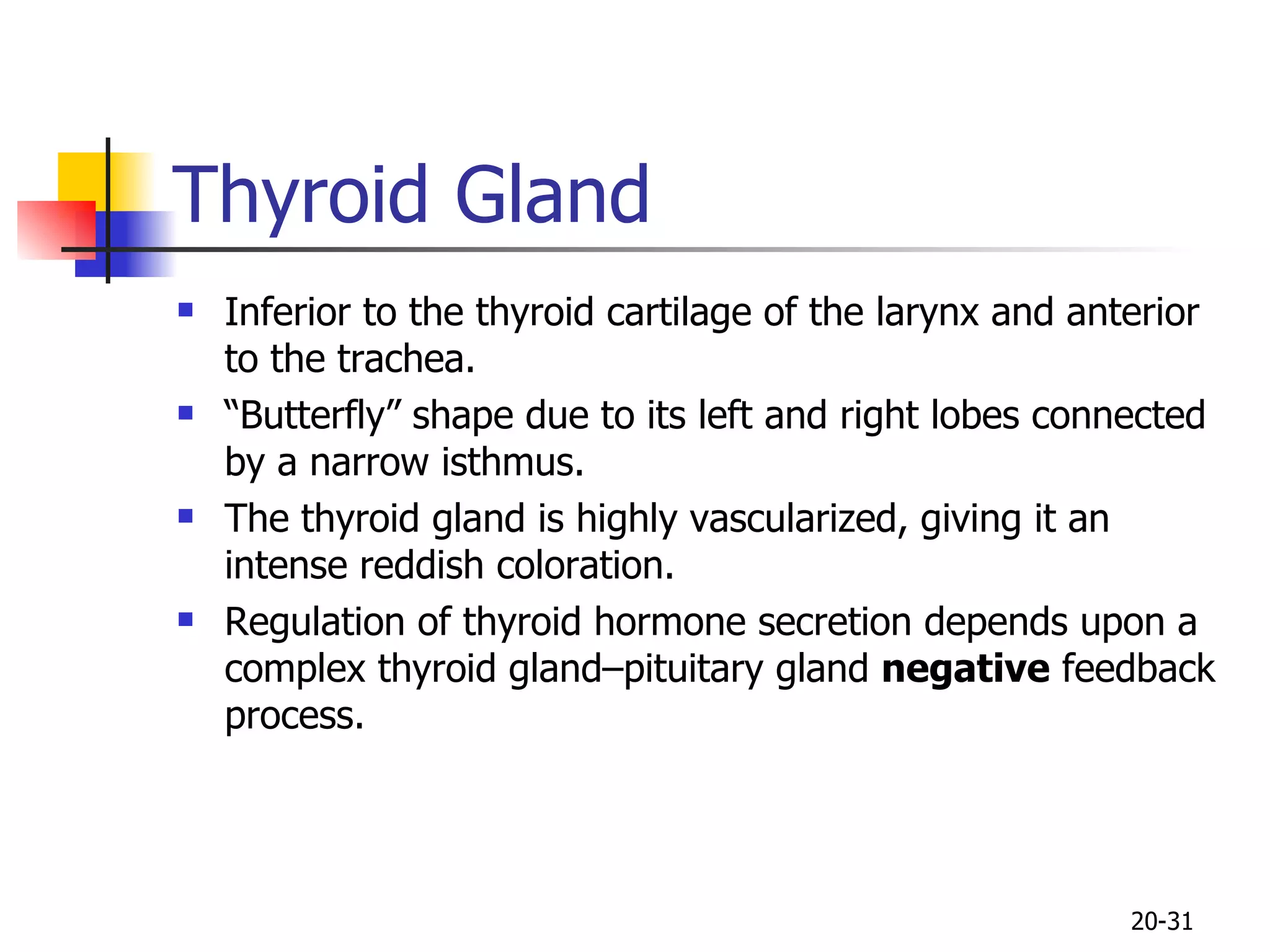 Thyroid Gland  Inferior to the thyroid cartilage of the larynx and anterior to the trachea. “ Butterfly” shape due to its left and right lobes connected by a narrow isthmus.  The thyroid gland is highly vascularized, giving it an intense reddish coloration. Regulation of thyroid hormone secretion depends upon a complex  thyroid gland–pituitary gland  negative  feedback process. 20- 