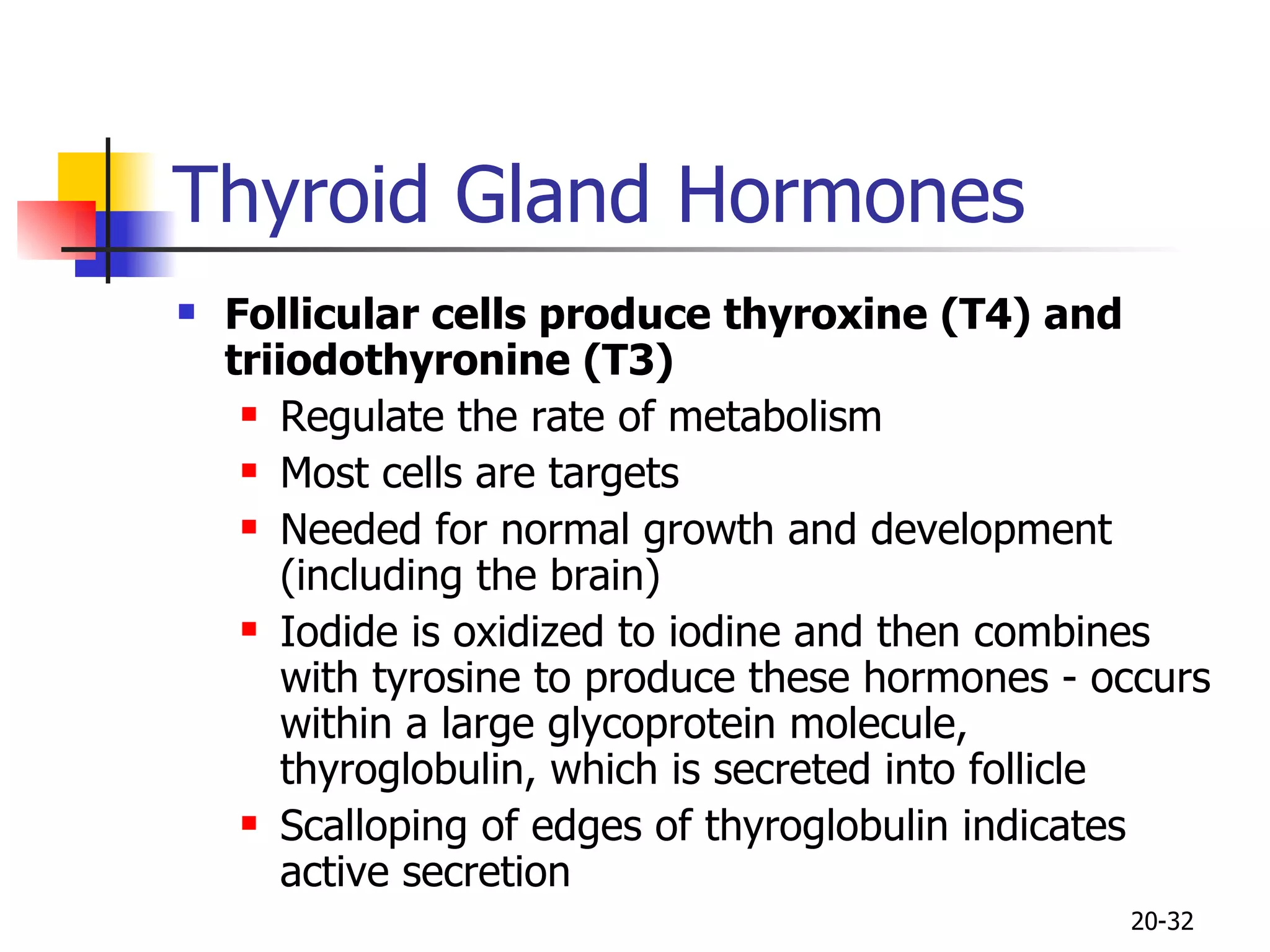 Thyroid Gland Hormones  Follicular cells produce thyroxine (T4) and triiodothyronine (T3) Regulate the rate of metabolism Most cells are targets Needed for normal growth and development (including the brain) Iodide is oxidized to iodine and then combines with tyrosine to produce these hormones - occurs within a large glycoprotein molecule, thyroglobulin, which is secreted into follicle Scalloping of edges of thyroglobulin indicates active secretion 20- 