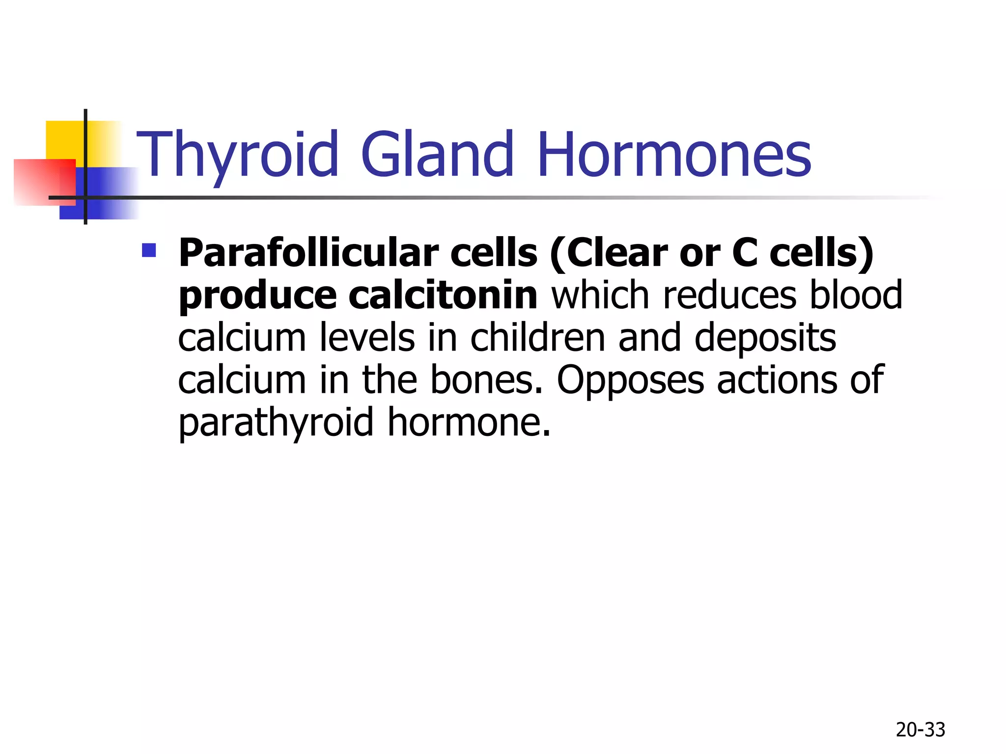Thyroid Gland Hormones  Parafollicular cells (Clear or C cells) produce calcitonin  which reduces blood calcium levels in children and deposits calcium in the bones. Opposes actions of parathyroid hormone. 20- 