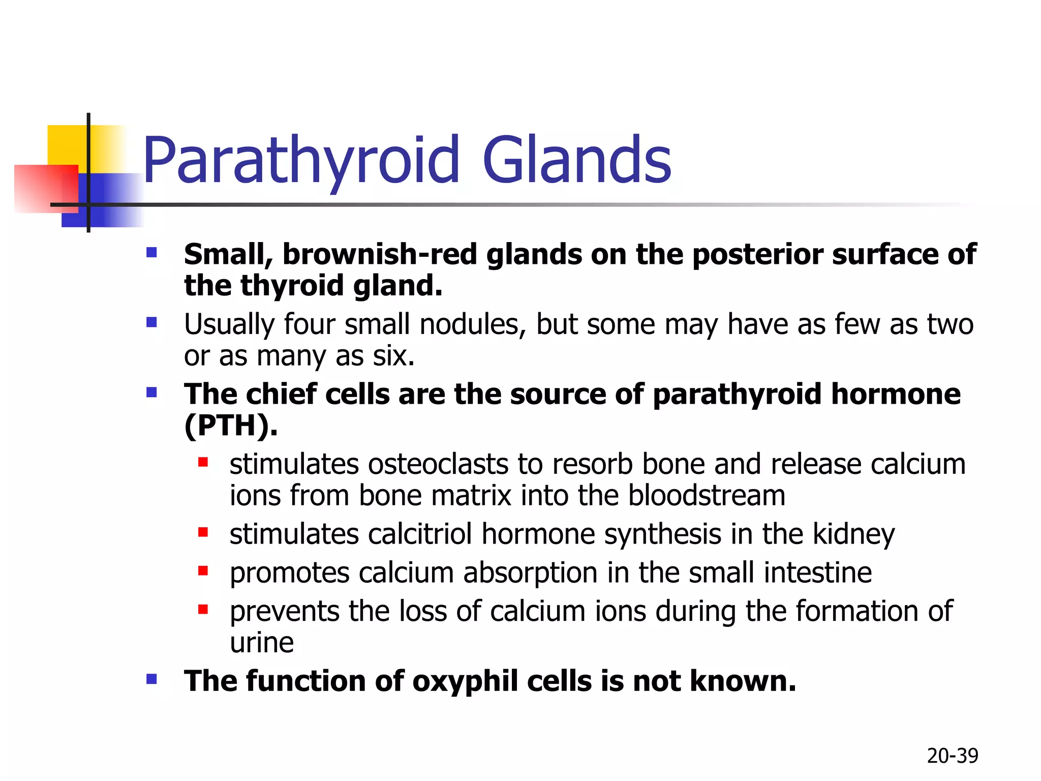 Parathyroid Glands  Small, brownish-red glands on the posterior surface of the thyroid gland.   Usually four small nodules, but some may have as few as two or as many as six.  The chief cells are the source of parathyroid hormone (PTH).  stimulates osteoclasts to resorb bone and release calcium ions from bone matrix into the bloodstream  stimulates calcitriol hormone synthesis in the kidney promotes calcium absorption in the small intestine   prevents the loss of calcium ions during the formation of urine  The function of oxyphil cells is not known.   20- 