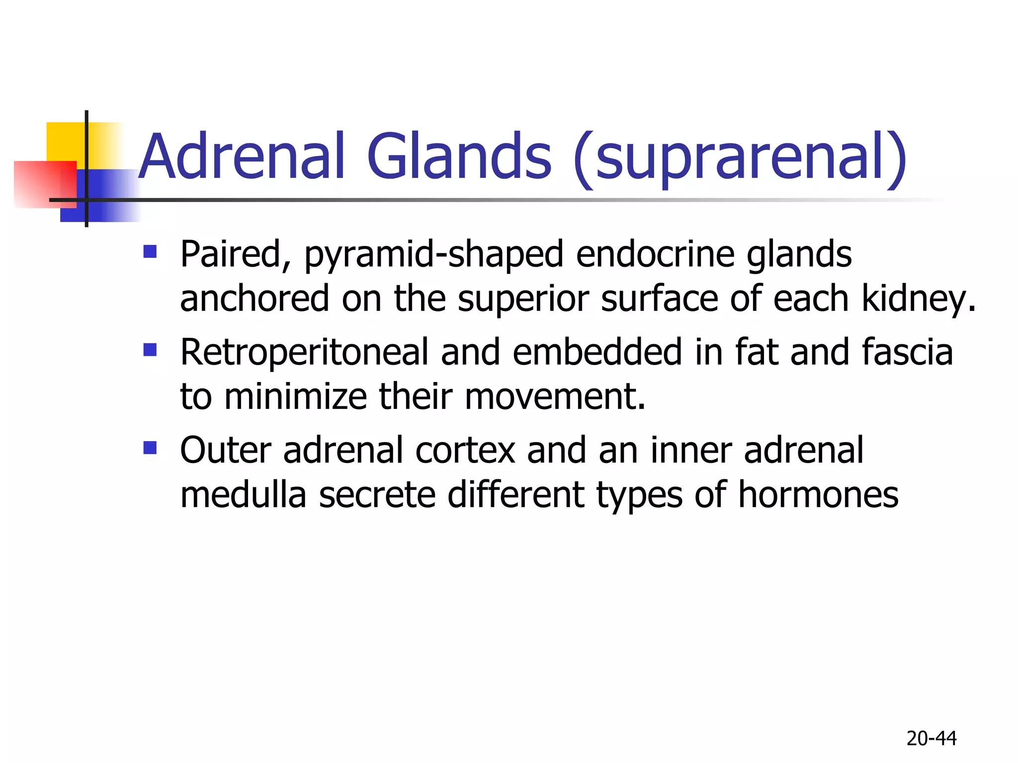 Adrenal Glands (suprarenal)  Paired, pyramid-shaped endocrine glands anchored on the superior surface of each kidney. Retroperitoneal and embedded in fat and  fascia to minimize their movement. Outer adrenal cortex and an inner adrenal medulla secrete  different types of hormones  20- 