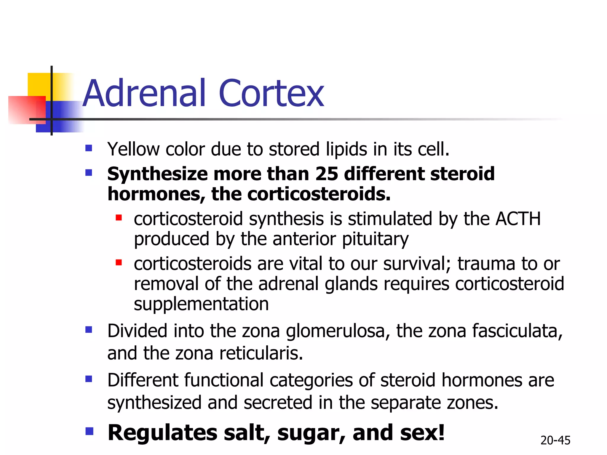 Adrenal Cortex Yellow color due to stored lipids in its cell.  Synthesize more than 25 different steroid hormones, the corticosteroids.   corticosteroid synthesis is stimulated by the ACTH produced by the anterior pituitary  corticosteroids are vital to our survival; trauma to or removal of the adrenal glands requires corticosteroid supplementation  Divided into the zona glomerulosa, the zona fasciculata, and the zona reticularis.  Different functional categories of steroid hormones are synthesized and secreted in the separate zones. Regulates salt, sugar, and sex!   20- 
