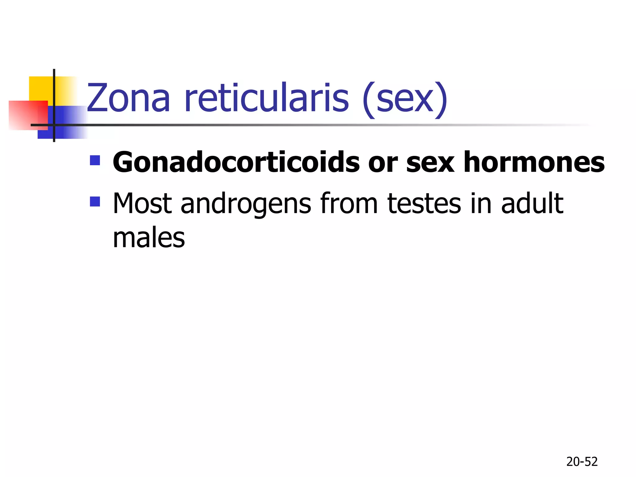 Zona reticularis (sex) Gonadocorticoids or sex hormones Most androgens from testes in adult males 20- 