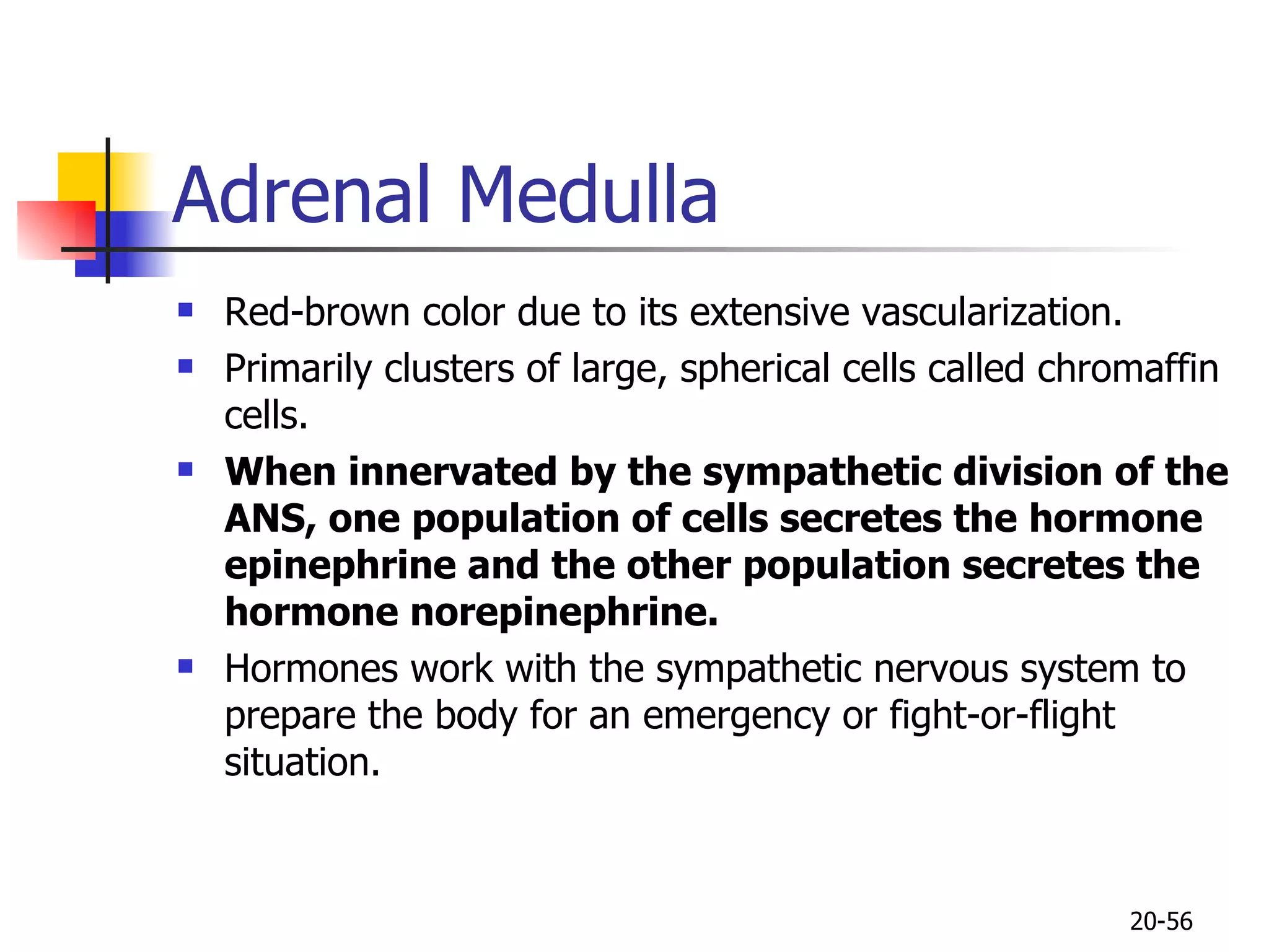 Adrenal Medulla  Red-brown color due to its extensive vascularization. Primarily clusters of large, spherical cells called chromaffin  cells. When innervated by the sympathetic division of the ANS, one population of cells secretes the hormone epinephrine and the other population secretes the hormone norepinephrine.  Hormones work with the sympathetic nervous system to prepare the body for an emergency or fight-or-flight situation. 20- 