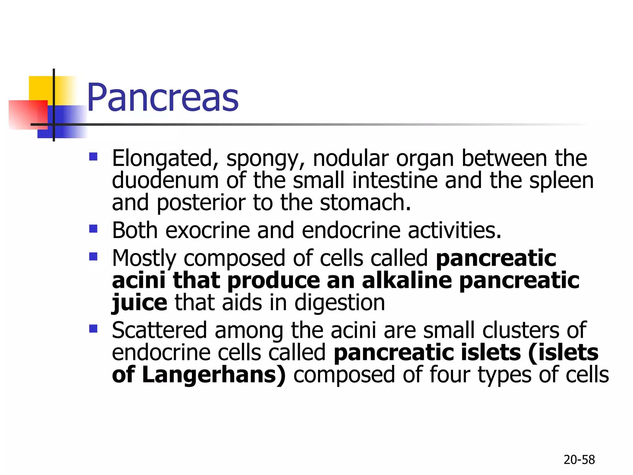Pancreas  Elongated, spongy, nodular organ between the duodenum of the small intestine and the spleen and posterior to the stomach.  Both exocrine and endocrine activities. Mostly composed of cells called  pancreatic acini that produce an alkaline pancreatic juice   that aids in digestion Scattered among the acini are small clusters of endocrine cells called  pancreatic islets (islets of Langerhans)  composed of four types of cells 20- 