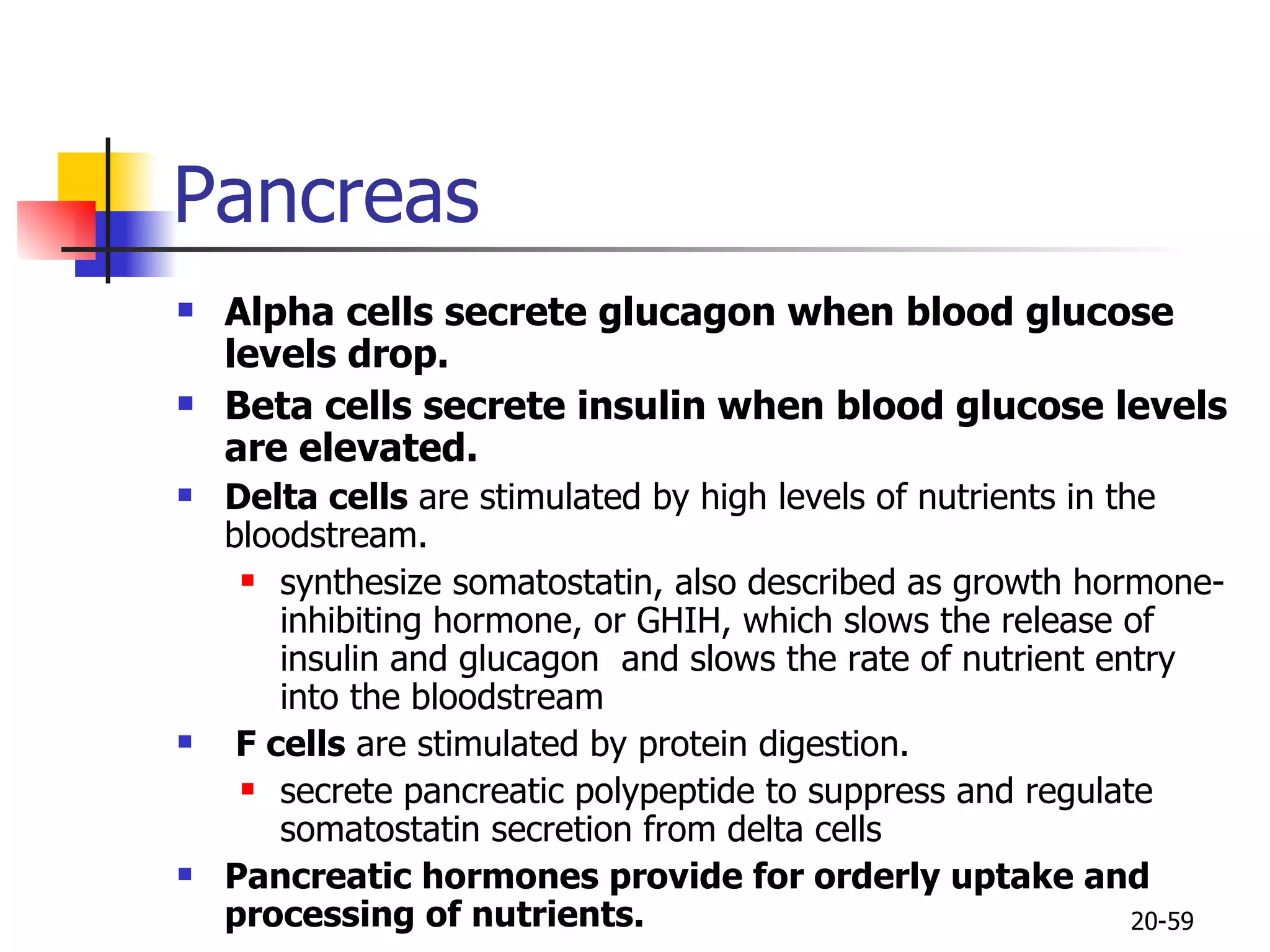 Pancreas Alpha cells secrete glucagon when blood glucose levels drop.  Beta cells secrete insulin when blood glucose levels are elevated.  Delta cells  are stimulated by high levels of nutrients in the bloodstream.  synthesize somatostatin, also described as growth hormone-inhibiting hormone, or GHIH, which slows the release of insulin and glucagon  and slows the rate of nutrient entry into the bloodstream  F cells  are stimulated by protein digestion. secrete pancreatic polypeptide to suppress and regulate somatostatin secretion from delta cells  Pancreatic hormones provide for orderly uptake and processing of nutrients.   20- 