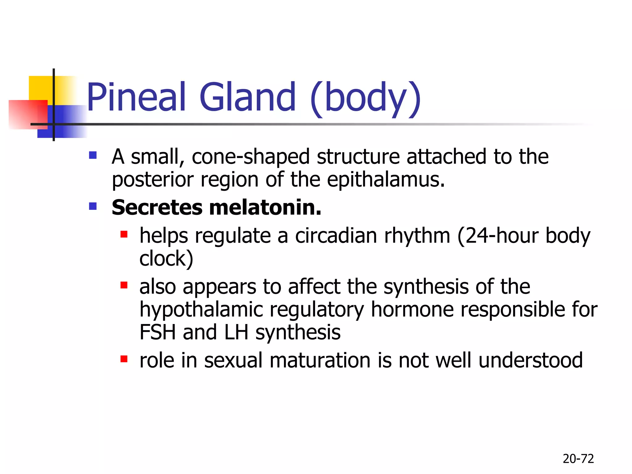 Pineal Gland (body) A small, cone-shaped structure attached to the posterior region of the epithalamus.  Secretes melatonin.  helps regulate a circadian rhythm (24-hour body clock)  also appears to affect the synthesis of the hypothalamic regulatory hormone responsible for FSH and LH synthesis role in sexual maturation is not well understood  20- 