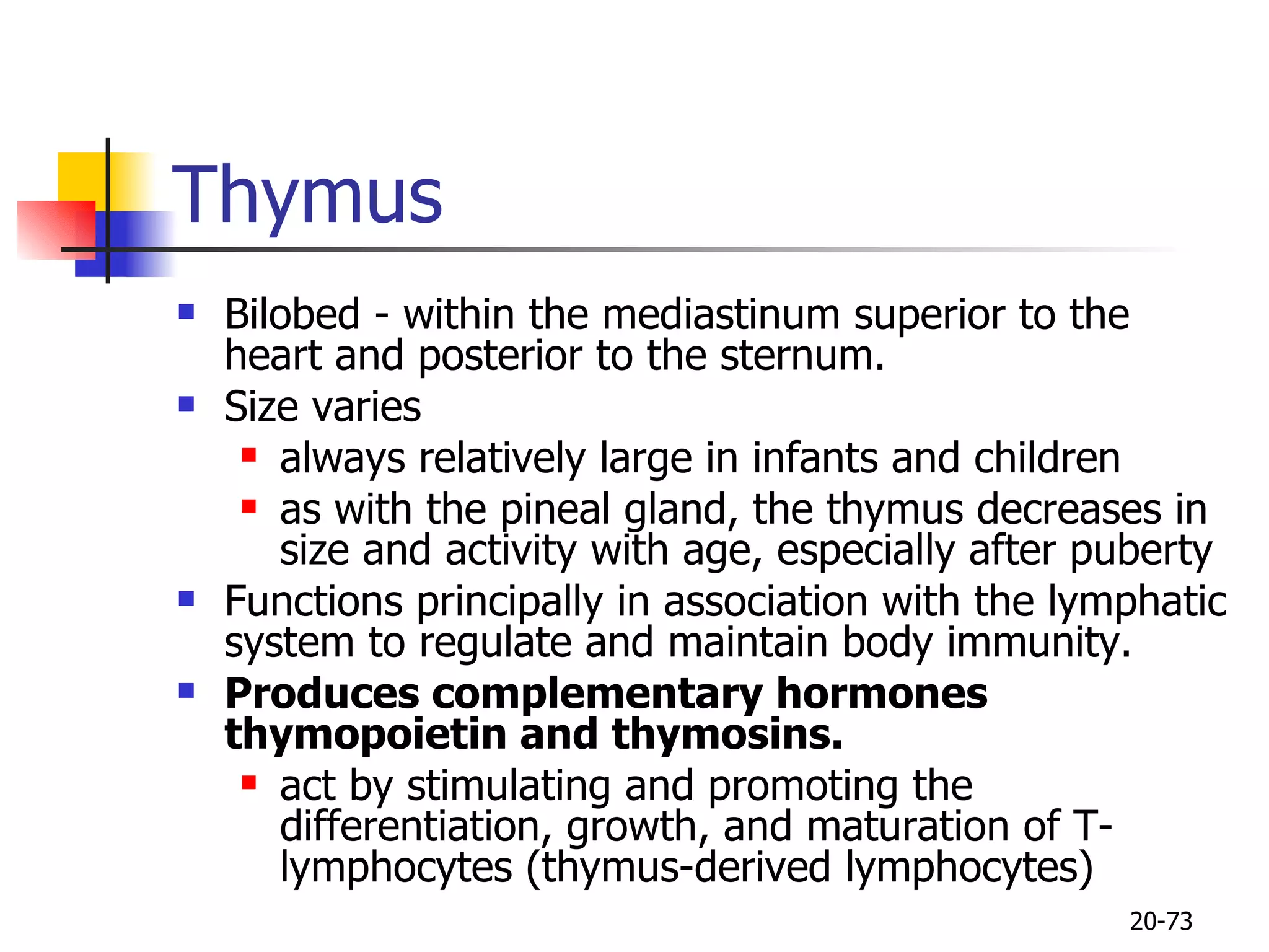 Thymus Bilobed - within the mediastinum superior to the heart and posterior to the sternum.  Size varies  always relatively  large in infants and children   as with the pineal gland, the thymus decreases in size and activity with age, especially after puberty Functions principally in association with the lymphatic system to regulate and maintain body immunity.  Produces complementary hormones thymopoietin and thymosins. act by stimulating and promoting the differentiation, growth, and maturation of T-lymphocytes (thymus-derived lymphocytes)  20- 