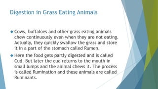 Digestion in Grass Eating Animals
 Cows, buffaloes and other grass eating animals
chew continuously even when they are not eating.
Actually, they quickly swallow the grass and store
it in a part of the stomach called Rumen.
 Here the food gets partly digested and is called
Cud. But later the cud returns to the mouth in
small lumps and the animal chews it. The process
is called Rumination and these animals are called
Ruminants.
 