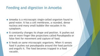 Feeding and digestion in Amoeba
 Amoeba is a microscopic single-celled organism found in
pond water. It has a cell membrane, a rounded, dense
nucleus and many small bubble like vacuoles in its
cytoplasm.
 It constantly changes its shape and position. It pushes out
one or more finger-like projections called Pseudopodia or
false feet for movement and capture of food.
 It feeds on same microscopic organisms. When it senses
food it pushes out pseudopodia around the food particle
and engulfs it. The food becomes trapped in a food
vacuole.
 