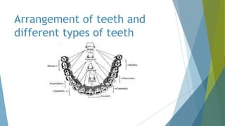 Arrangement of teeth and
different types of teeth
 