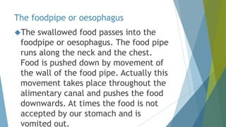 The foodpipe or oesophagus
The swallowed food passes into the
foodpipe or oesophagus. The food pipe
runs along the neck and the chest.
Food is pushed down by movement of
the wall of the food pipe. Actually this
movement takes place throughout the
alimentary canal and pushes the food
downwards. At times the food is not
accepted by our stomach and is
vomited out.
 