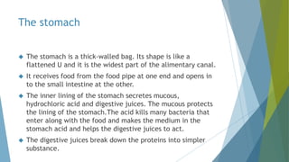 The stomach
 The stomach is a thick-walled bag. Its shape is like a
flattened U and it is the widest part of the alimentary canal.
 It receives food from the food pipe at one end and opens in
to the small intestine at the other.
 The inner lining of the stomach secretes mucous,
hydrochloric acid and digestive juices. The mucous protects
the lining of the stomach.The acid kills many bacteria that
enter along with the food and makes the medium in the
stomach acid and helps the digestive juices to act.
 The digestive juices break down the proteins into simpler
substance.
 