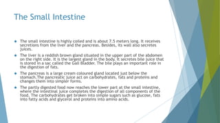 The Small Intestine
 The small intestine is highly coiled and is about 7.5 meters long. It receives
secretions from the liver and the pancreas. Besides, its wall also secretes
juices.
 The liver is a reddish brown gland situated in the upper part of the abdomen
on the right side. It is the largest gland in the body. It secretes bile juice that
is stored in a sac called the Gall Bladder. The bile plays an important role in
the digestion of fats.
 The pancreas is a large cream coloured gland located just below the
stomach.The pancreatic juice act on carbohydrates, fats and proteins and
changes them into simpler forms.
 The partly digested food now reaches the lower part at the small intestine,
where the intestinal juice completes the digestion of all components of the
food. The carbohydrates get broken into simple sugars such as glucose, fats
into fatty acids and glycerol and proteins into amino acids.
 