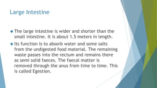 Large Intestine
 The large intestine is wider and shorter than the
small intestine. It is about 1.5 meters in length.
 Its function is to absorb water and some salts
from the undigested food material. The remaining
waste passes into the rectum and remains there
as semi solid faeces. The faecal matter is
removed through the anus from time to time. This
is called Egestion.
 