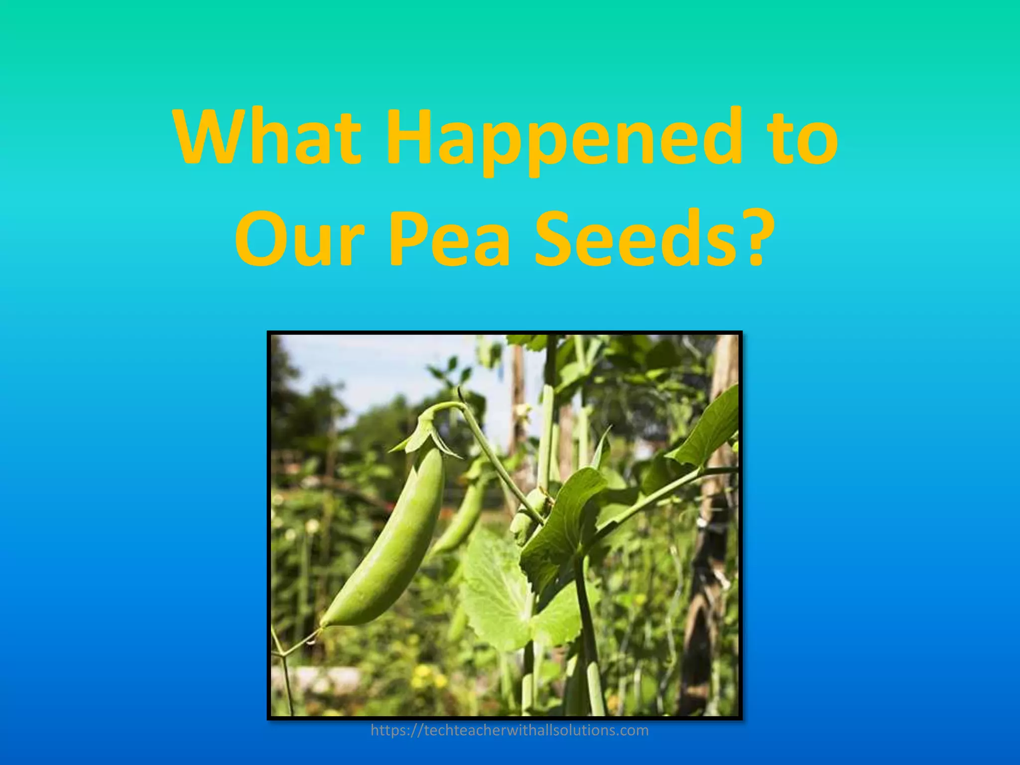 What Happened to
Our Pea Seeds?
https://techteacherwithallsolutions.com
 
