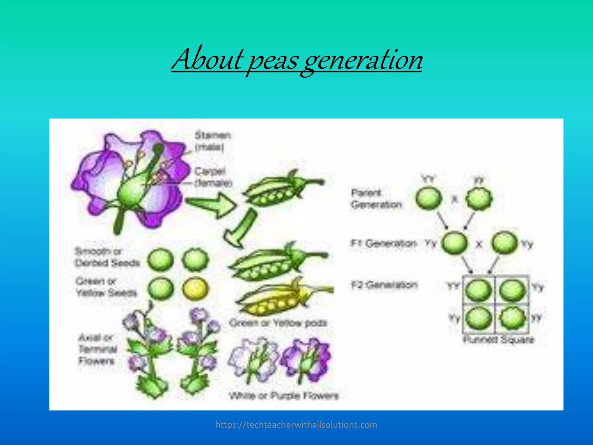 About peas generation
https://techteacherwithallsolutions.com
 