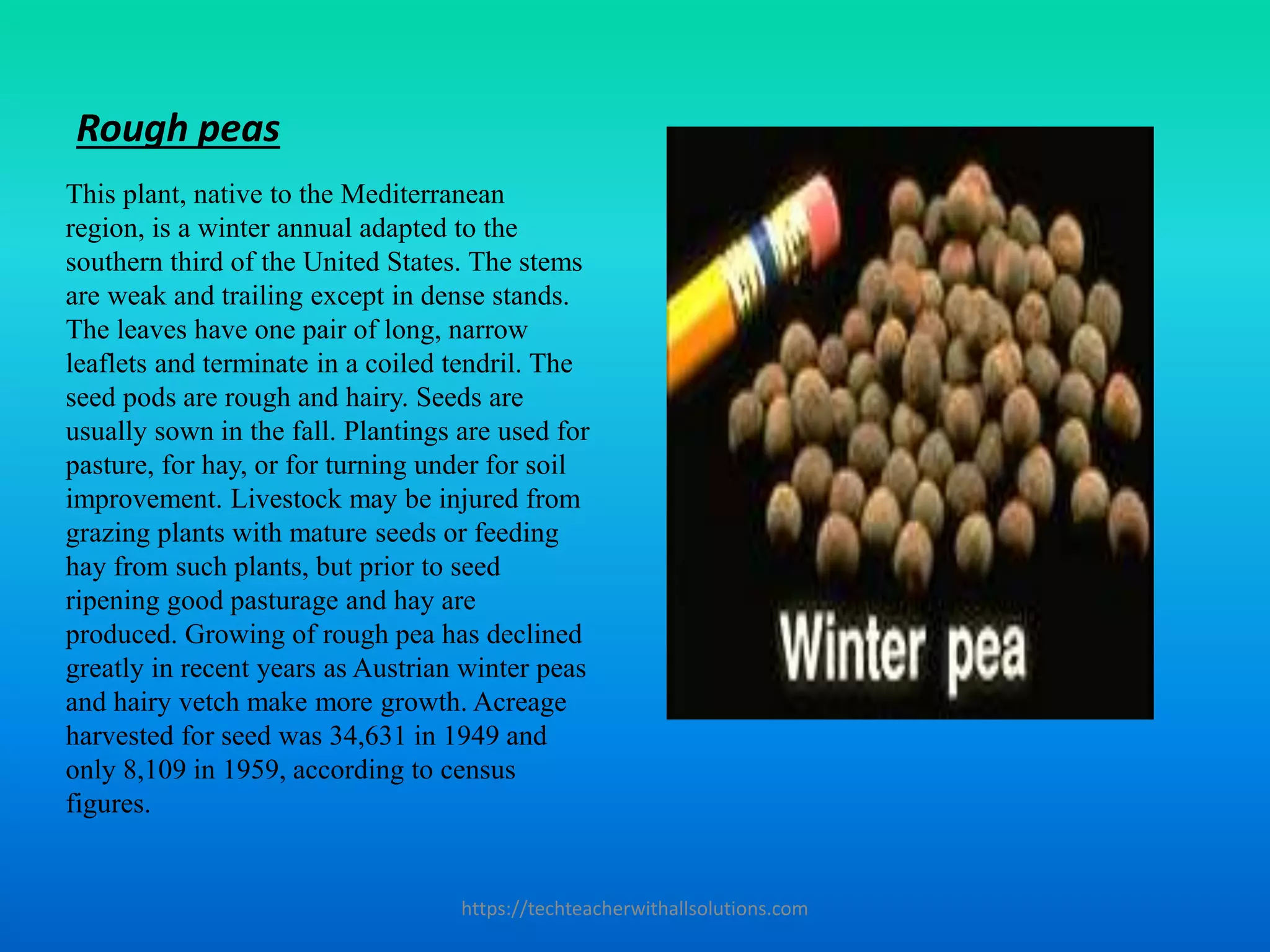 Rough peas
This plant, native to the Mediterranean
region, is a winter annual adapted to the
southern third of the United States. The stems
are weak and trailing except in dense stands.
The leaves have one pair of long, narrow
leaflets and terminate in a coiled tendril. The
seed pods are rough and hairy. Seeds are
usually sown in the fall. Plantings are used for
pasture, for hay, or for turning under for soil
improvement. Livestock may be injured from
grazing plants with mature seeds or feeding
hay from such plants, but prior to seed
ripening good pasturage and hay are
produced. Growing of rough pea has declined
greatly in recent years as Austrian winter peas
and hairy vetch make more growth. Acreage
harvested for seed was 34,631 in 1949 and
only 8,109 in 1959, according to census
figures.
https://techteacherwithallsolutions.com
 