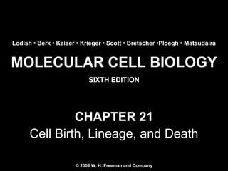 MOLECULAR CELL BIOLOGY
SIXTH EDITION
Copyright 2008 © W. H. Freeman and Company
CHAPTER 21
Cell Birth, Lineage, and Death
Lodish • Berk • Kaiser • Krieger • Scott • Bretscher •Ploegh • Matsudaira
© 2008 W. H. Freeman and Company
 