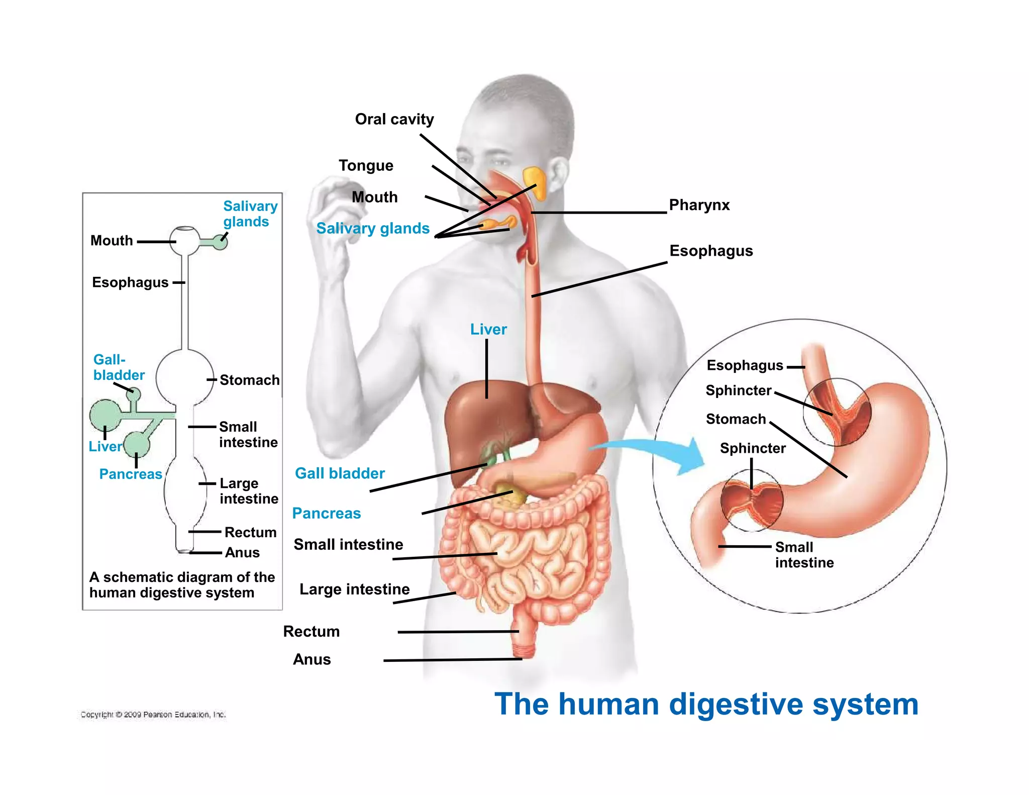 Chapter 21 nutrition and digestion [compatibility mode] | PDF