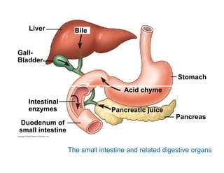 Chapter 21 nutrition and digestion [compatibility mode] | PDF