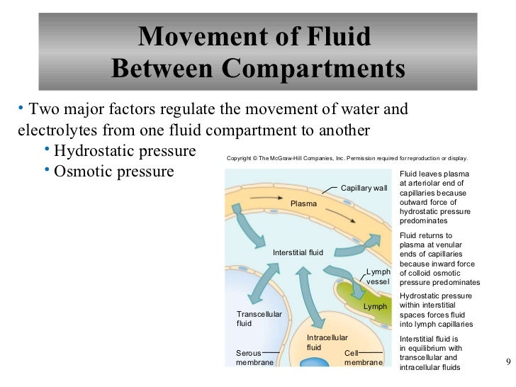 Chapter 21 Water, Electrolyte, and AcidBase Balance