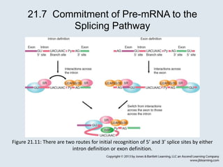 Define Splicing Chapter21_Outline.ppt