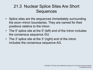 Splice Position Chapter21_Outline.ppt