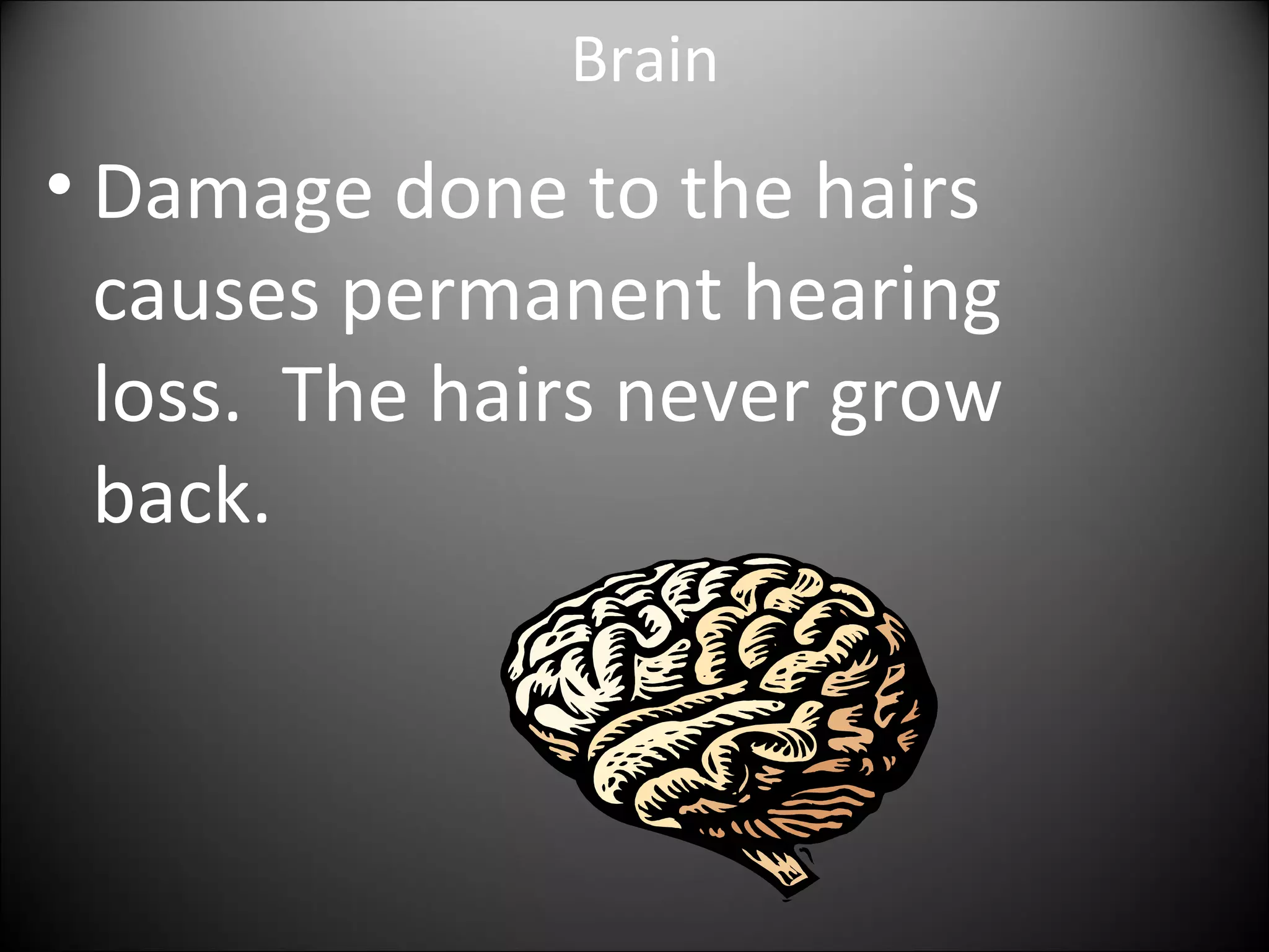 Brain
• Damage done to the hairs
causes permanent hearing
loss. The hairs never grow
back.
 