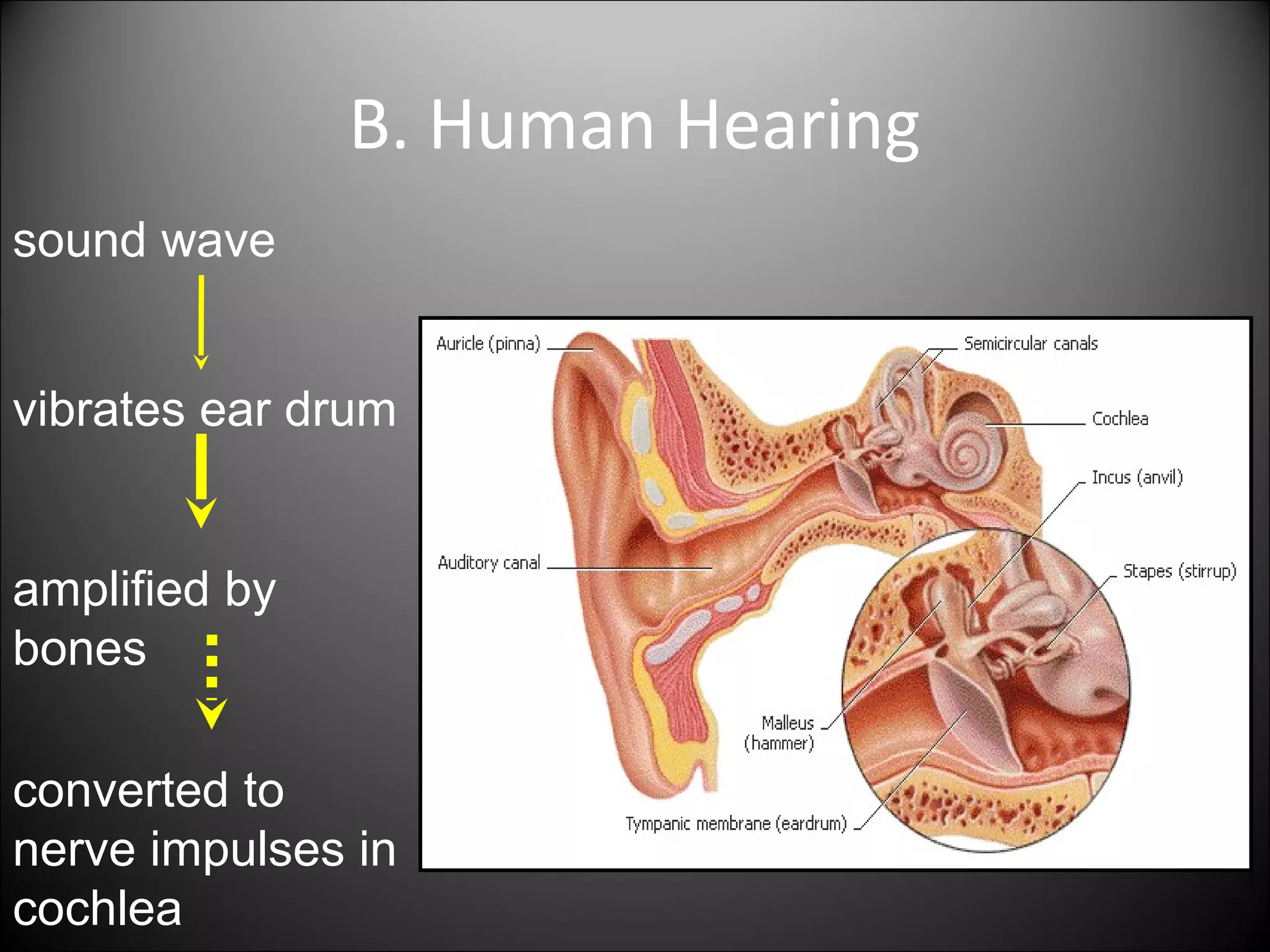 B. Human Hearing
sound wave
vibrates ear drum
amplified by
bones
converted to
nerve impulses in
cochlea
 
