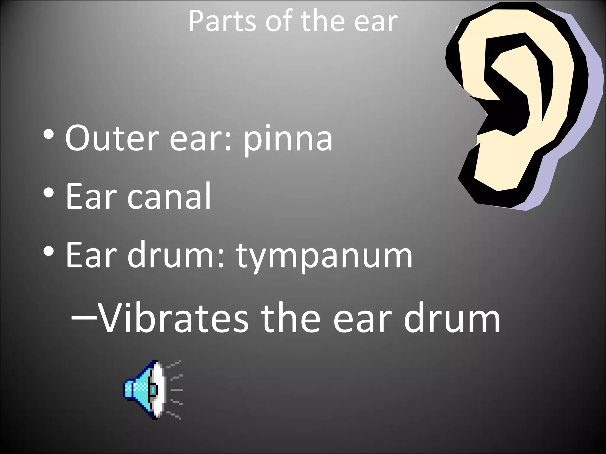 Parts of the ear
• Outer ear: pinna
• Ear canal
• Ear drum: tympanum
–Vibrates the ear drum
 