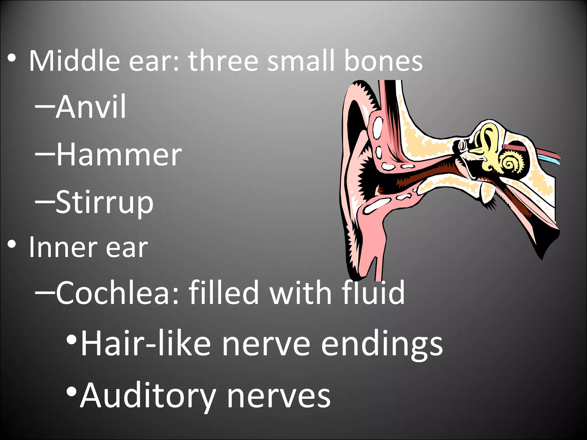 • Middle ear: three small bones
–Anvil
–Hammer
–Stirrup
• Inner ear
–Cochlea: filled with fluid
•Hair-like nerve endings
•Auditory nerves
 
