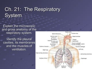 Explain the microscopic and gross anatomy of the respiratory system. Identify the pleural cavities, its membranes and the muscles of ventilation. Ch. 21:  The Respiratory System 