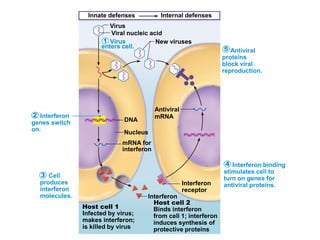 Chapter 21: The Immune System (#1) | PPTX