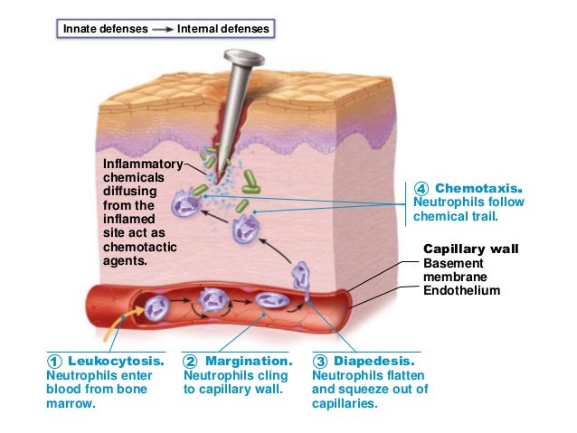 chapter 21 the immune system 1 34 638