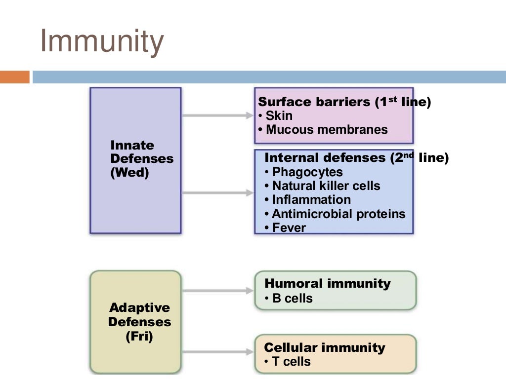 Chapter 21: The Immune System (#1)